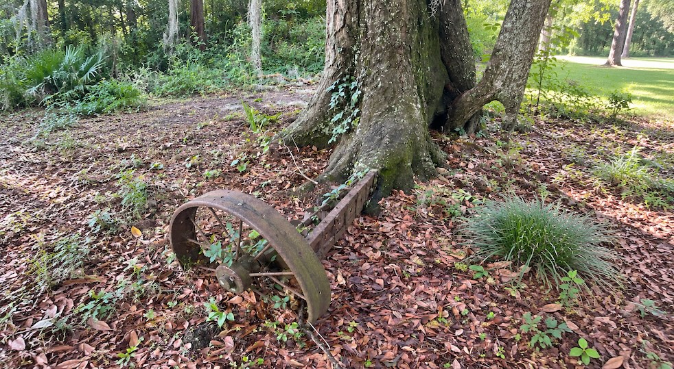 Old equipment embedded beside a tree that has grown around it